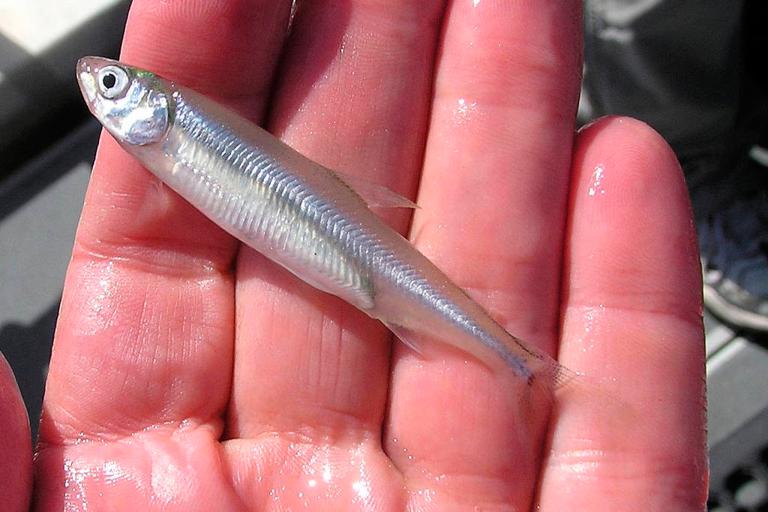 California Smelt