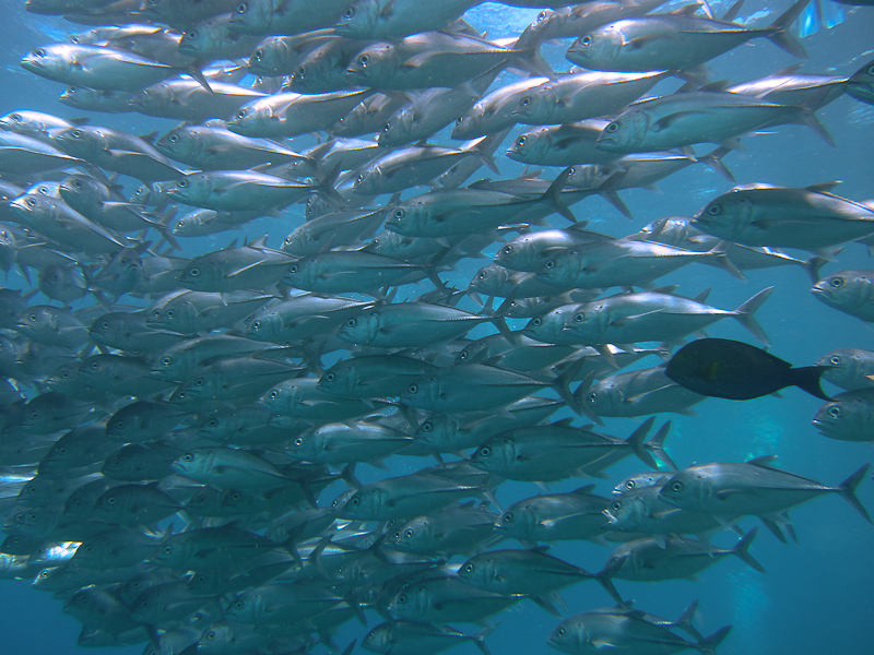 Balinese Fish Bank