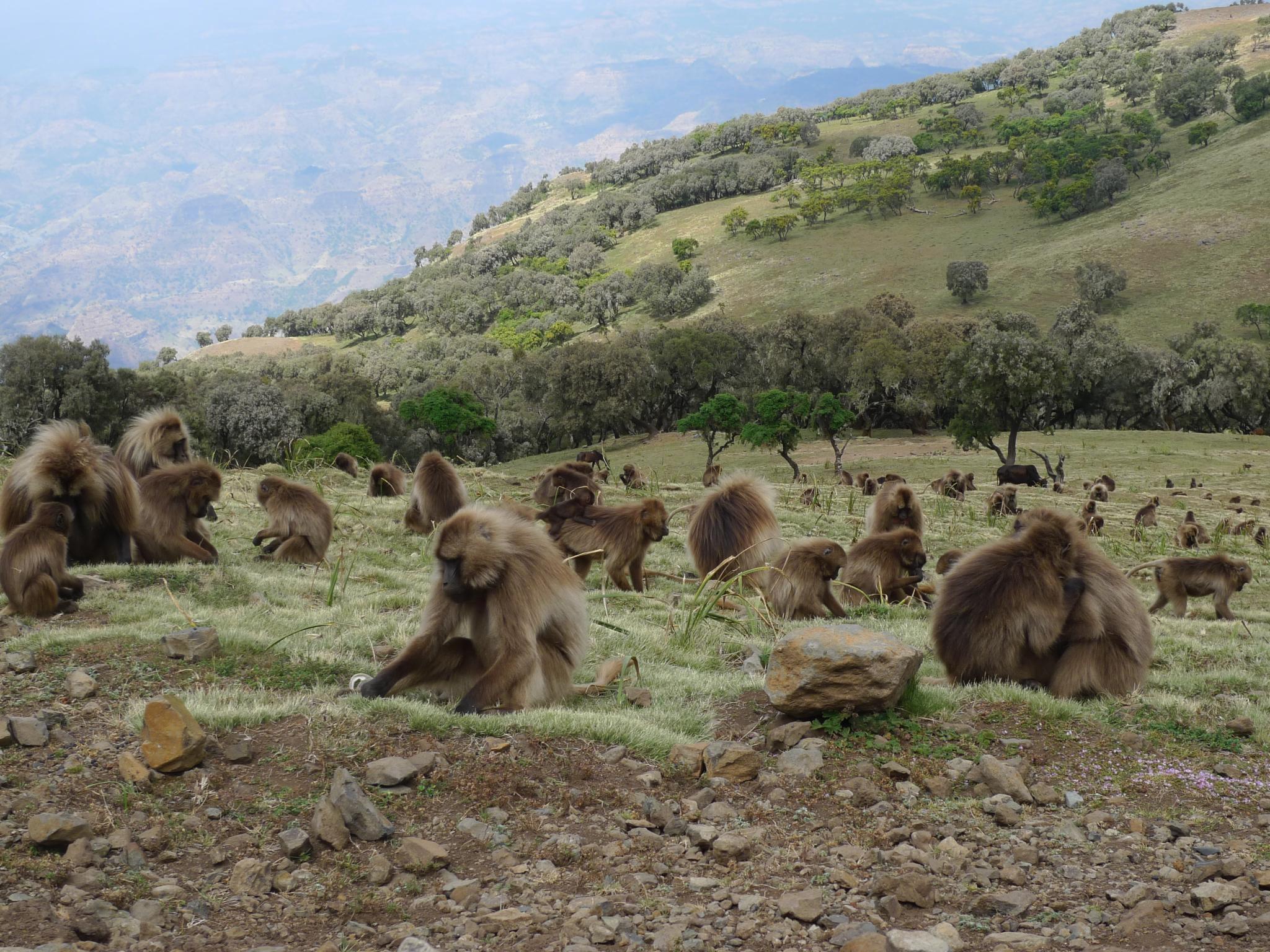 smart monkeys