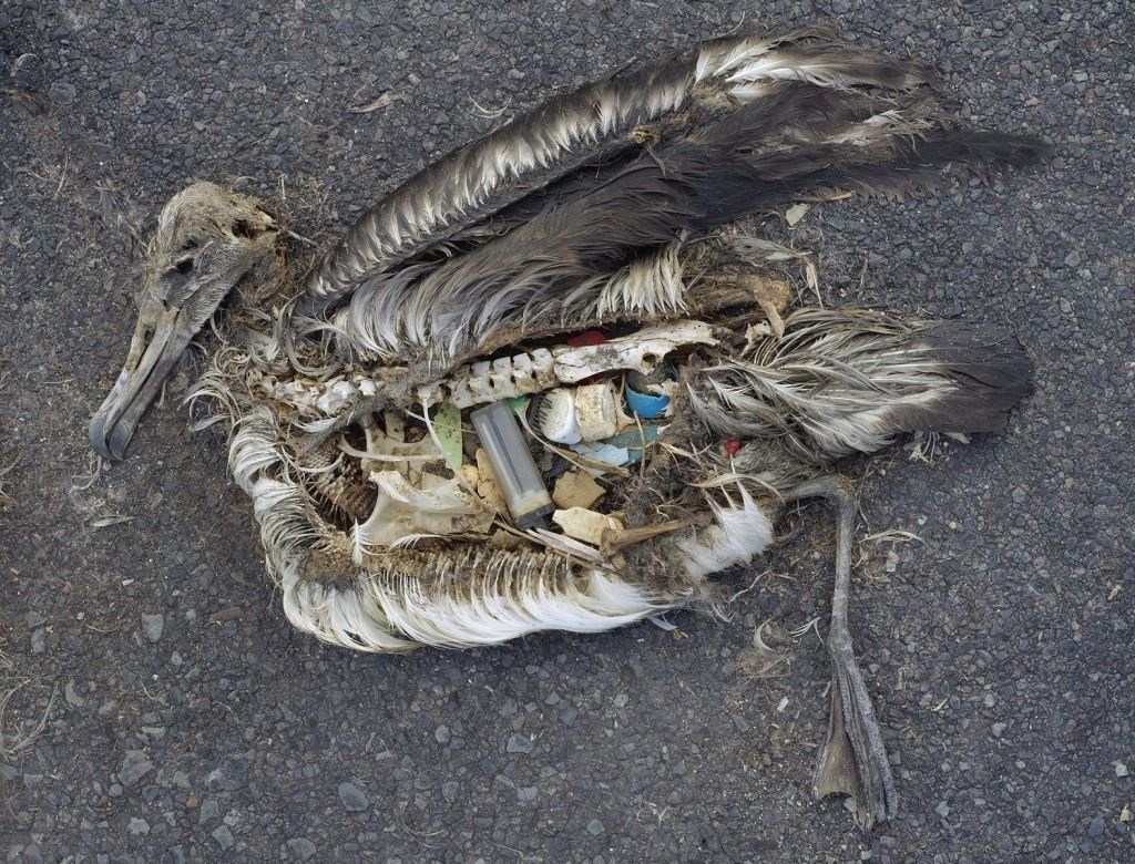 OCEAN ACIDIFICATION · POLLUTION · SEA LEVEL RISE · RIVER TEMPERATURE · HABITAT LOSS · EXTREME WEATHER · OVERPOPULATION · CO2 BUILDUP