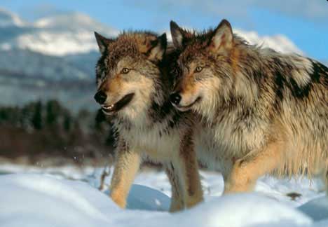 Wolves in Yellowstone